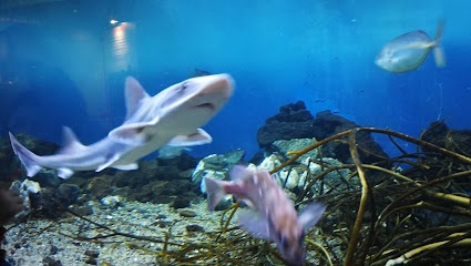 Acuario de Valparaíso
