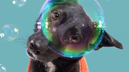 Bañadogs Chile