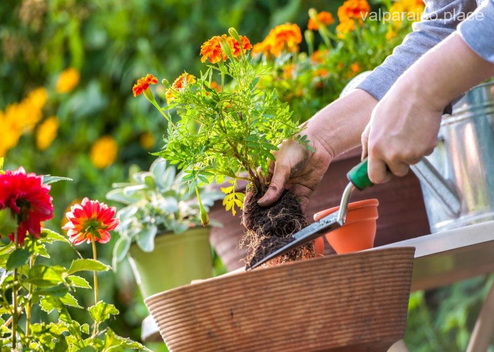 Las 7 mejores jardinerías de Valparaíso