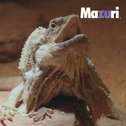 Jumbito mascotas