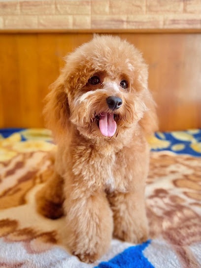 Peluqueria Canina Pichos