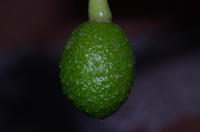 Productos Agrícolas Orgánicos